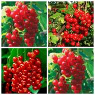 Комплект из 4-х разных саженцев красной смородины в контейнере